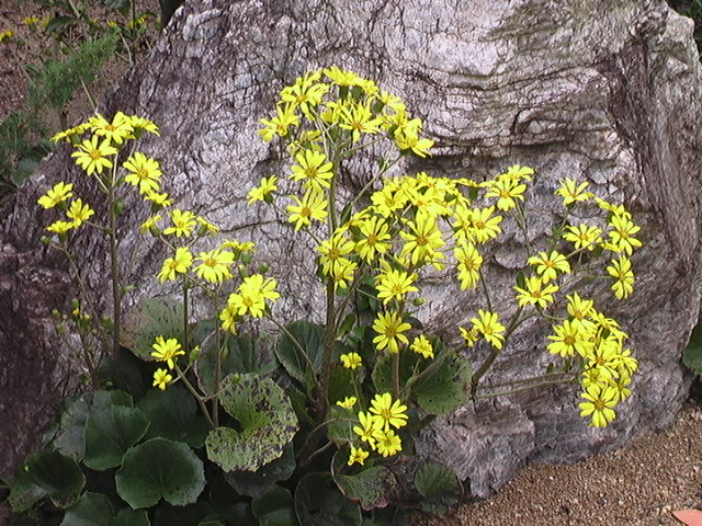 ツワブキの花_b0042439_5314322.jpg