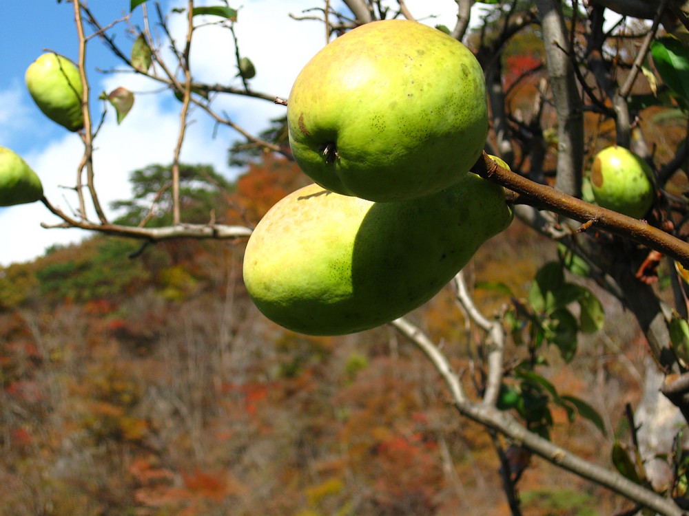 カリン晴れ_d0001843_035346.jpg