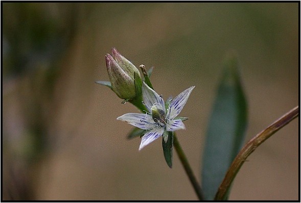 センブリ3種 野草風薫 センブリ3種 野草風薫