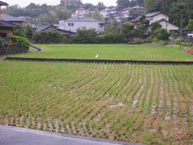 e0033751_2137446.jpg