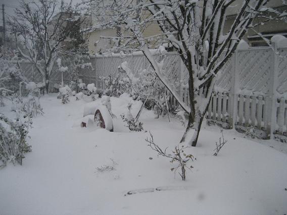 １１月８日　　猛吹雪・・・と飾ったリース_a0075455_7442896.jpg