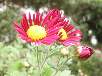 e0139859_15401884.jpg