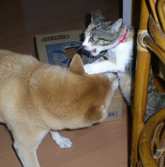 2008年11月8日(土)冬みたいに寒いよ~!_f0060461_15334286.jpg