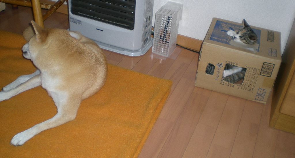 2008年11月8日(土)冬みたいに寒いよ~!_f0060461_15383675.jpg