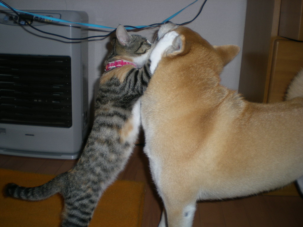 2008年11月8日(土)冬みたいに寒いよ~!_f0060461_15392944.jpg