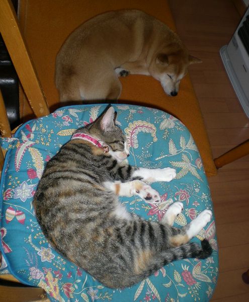 2008年11月8日(土)冬みたいに寒いよ~!_f0060461_15454321.jpg