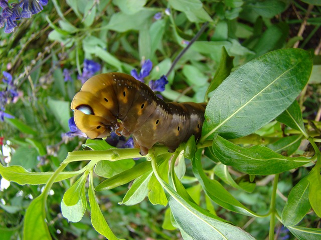 b0135573_19364651.jpg