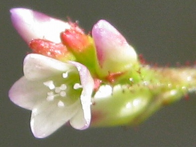 ヤノネグサ(矢の根草)_c0085874_15231872.jpg
