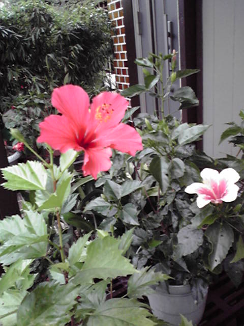 b0032380_13585819.jpg