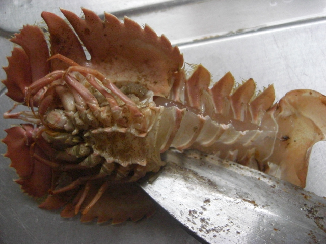 ウチワエビ 美味しい魚貝料理と田舎の暮らし