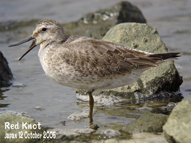 Flexible Upper Mandible 柔軟な上嘴 Shore Birds In Japan 日本のシギ チドリ Flexible Upper Mandible 柔軟な上嘴 Shore Birds In Japan 日本のシギ チドリ