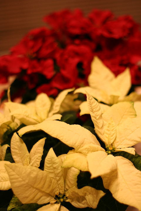 c0129389_0364841.jpg