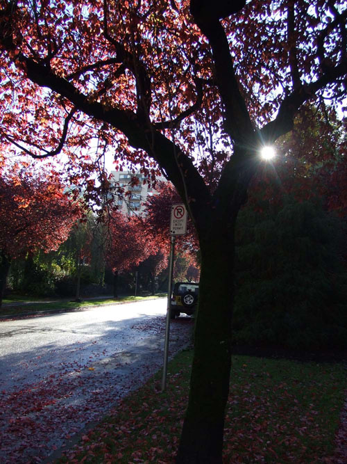 d0003991_1633530.jpg