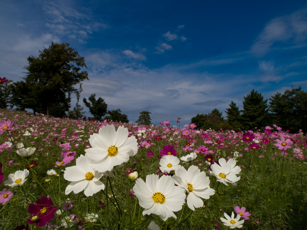 秋桜２００８_c0140196_15164250.jpg