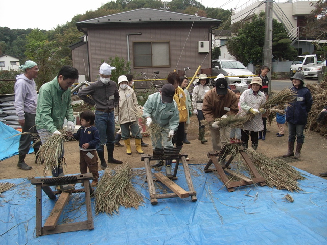 千把扱き 千歯扱きーせんばこき で脱穀 さむはら農園 07年から11年 千把扱き 千歯扱きーせんばこき で脱穀 さむはら農園 07年から11年