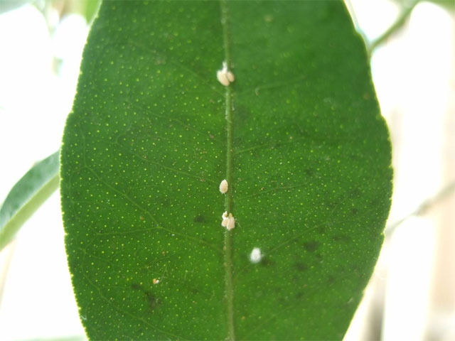 ポンカンの木に沢山小さな虫のようなものがいます 昆虫ブログ むし探検広場