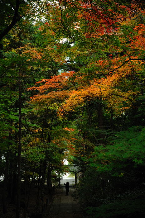 2008・京都の紅葉　常照皇寺編其の一_f0032011_16523621.jpg