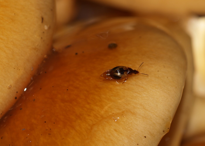 クロモンヨツメシデムシモドキ　Trigonodemus　lebioides_c0116915_2231486.jpg