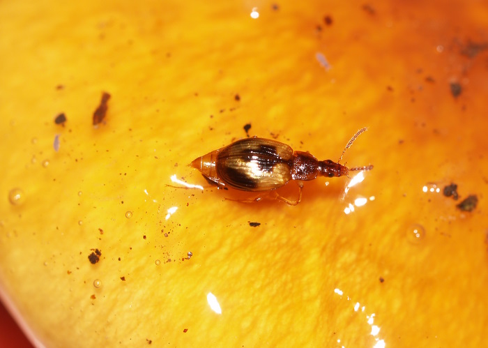 クロモンヨツメシデムシモドキ　Trigonodemus　lebioides_c0116915_22358100.jpg