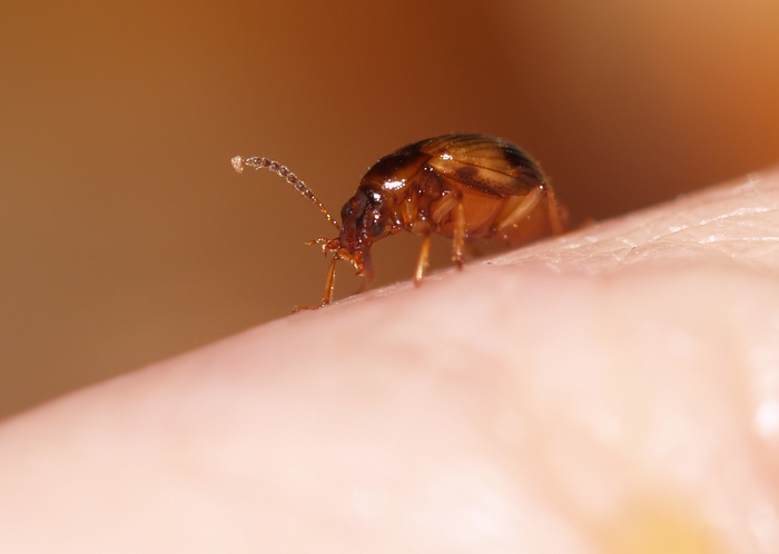 クロモンヨツメシデムシモドキ　Trigonodemus　lebioides_c0116915_2245944.jpg