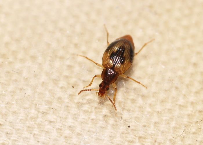 クロモンヨツメシデムシモドキ　Trigonodemus　lebioides_c0116915_2262866.jpg
