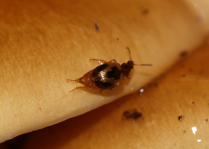 クロモンヨツメシデムシモドキ　Trigonodemus　lebioides_c0116915_2265814.jpg