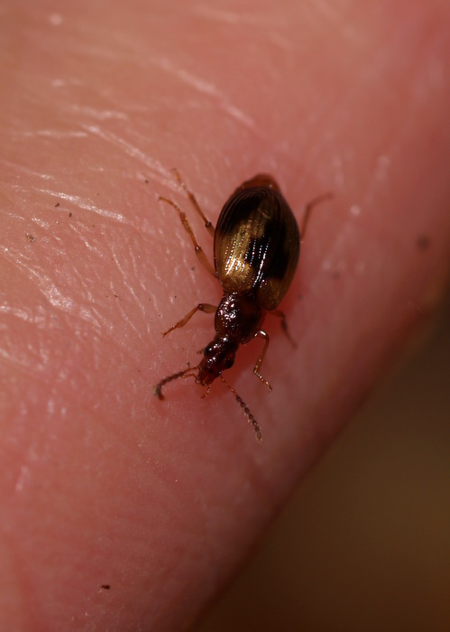 クロモンヨツメシデムシモドキ　Trigonodemus　lebioides_c0116915_2271549.jpg