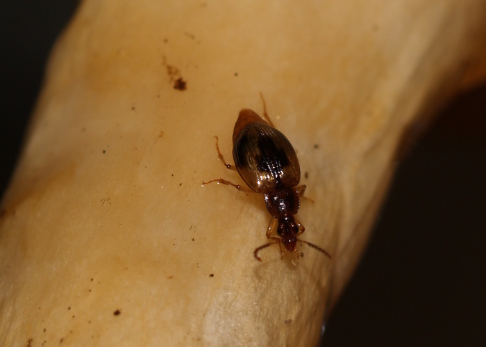 クロモンヨツメシデムシモドキ　Trigonodemus　lebioides_c0116915_2282471.jpg
