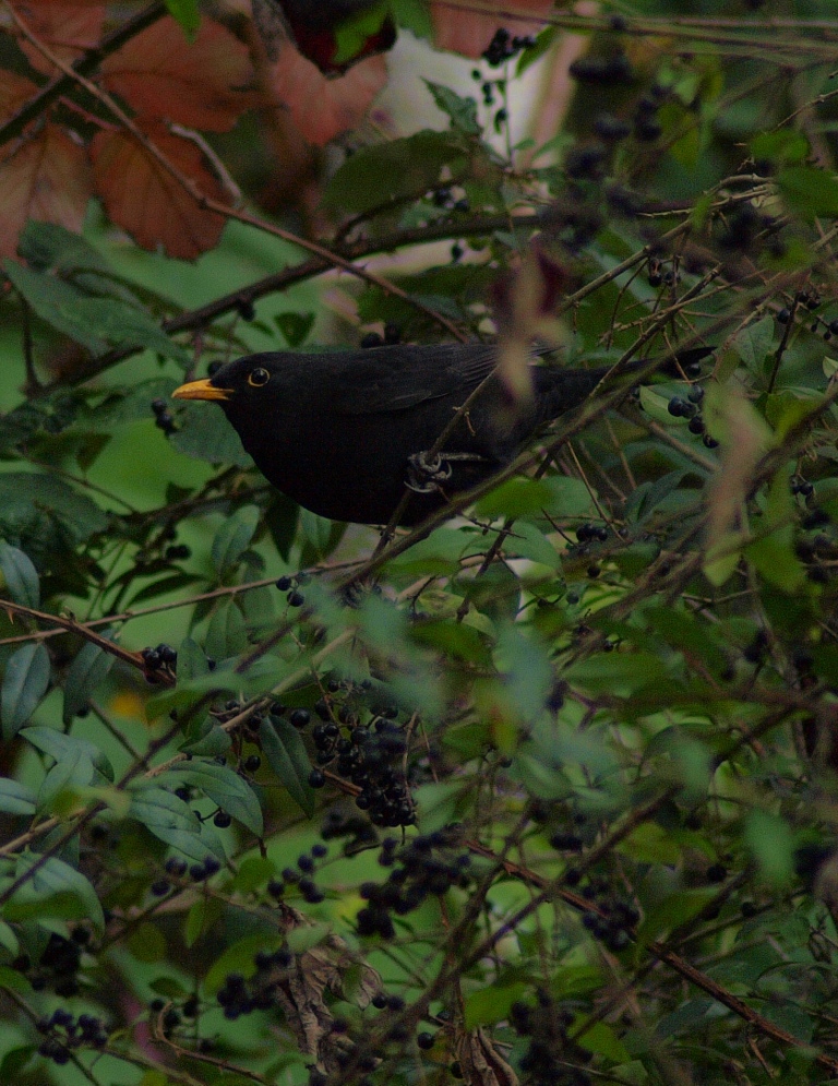 野鳥撮影の季節にはなったけれど_b0148617_19394592.jpg