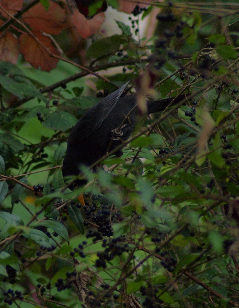 野鳥撮影の季節にはなったけれど_b0148617_1939872.jpg