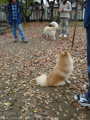 b0075318_21121597.gif