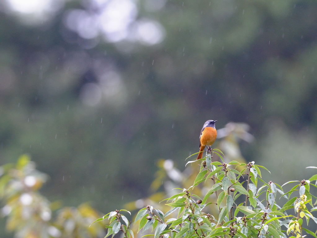 雨の朝_e0098619_05133.jpg