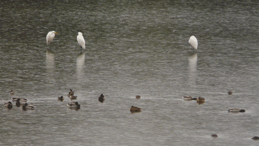a0056140_16393826.gif