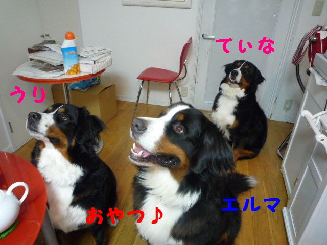 a0108146_12582467.jpg