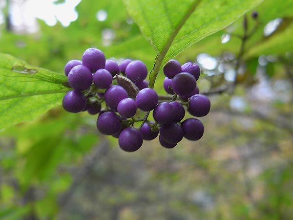 c0045352_16361373.jpg
