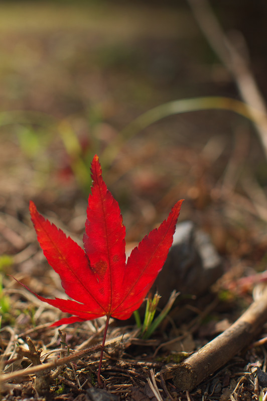 紅葉のあんばいは？_f0072758_20525439.jpg