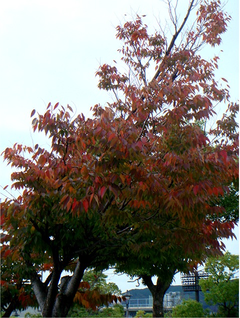 紅葉・・ナンキンハゼ・・平和公園_f0051464_22455661.jpg