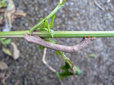 d0019074_9554418.jpg