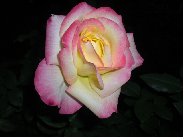 b0157276_18525745.jpg