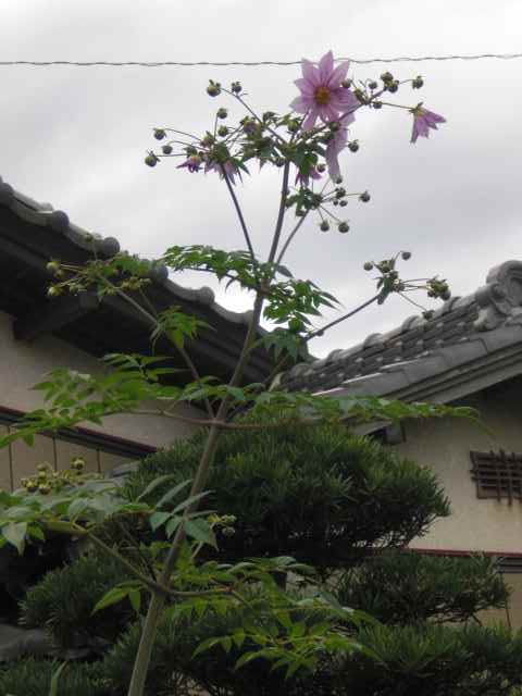 b0157276_18561088.jpg