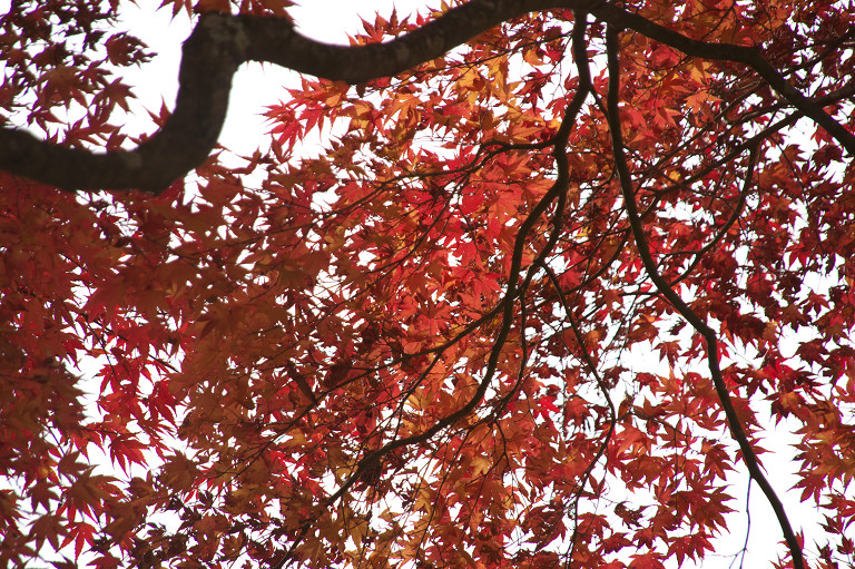 11月4日山中湖・富士山・箱根長安寺_f0190989_7245920.jpg