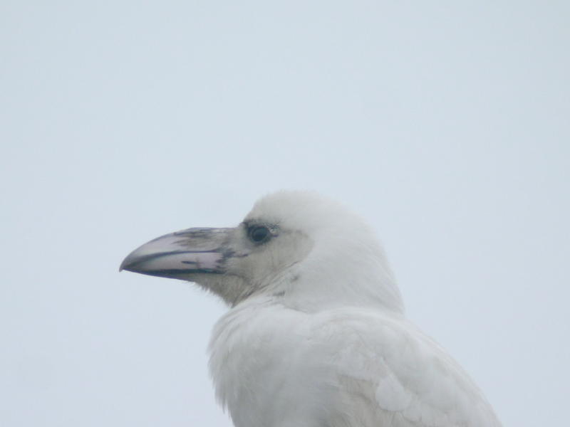 白いカラス : ホオジロの道楽部屋