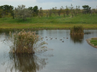 水辺の鳥たちを_a0104892_21133660.jpg