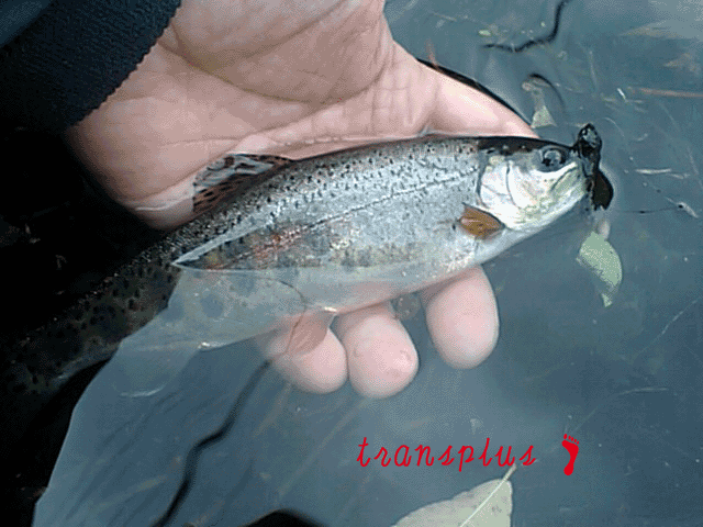 b0031493_20112538.gif