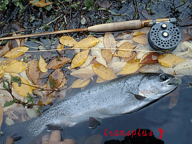 b0031493_2021289.gif