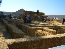 corn maze_e0155693_2491649.jpg