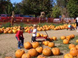 corn maze_e0155693_2493572.jpg