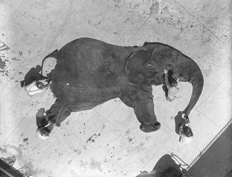 Cleaning Elephant Skin :: American Museum of Natural History - Research Library_f0089299_1138384.jpg