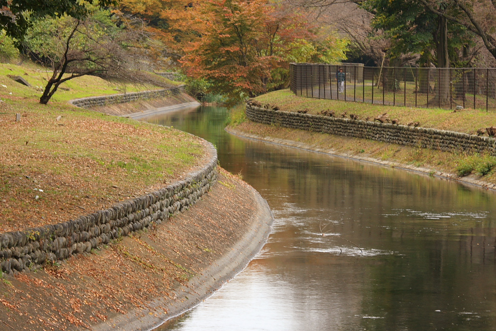 玉川上水の紅葉_b0116600_23334922.jpg