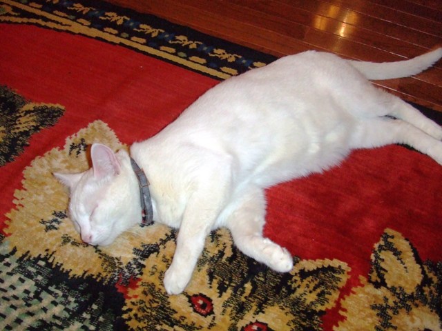 c0062603_11282825.jpg